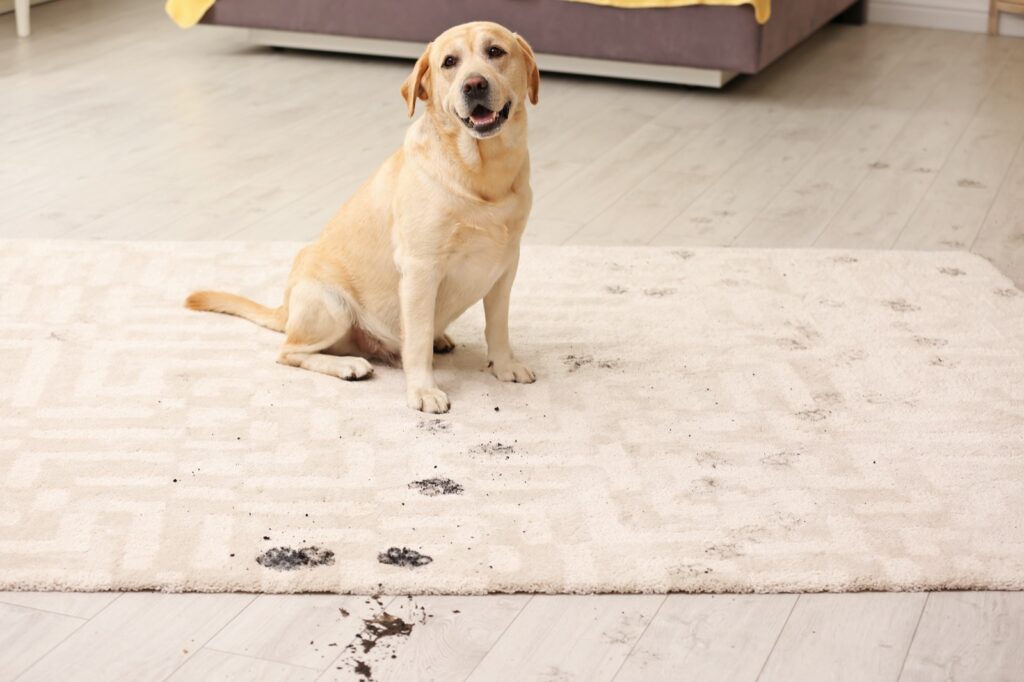 Carpet cleaning | Reinhold Flooring