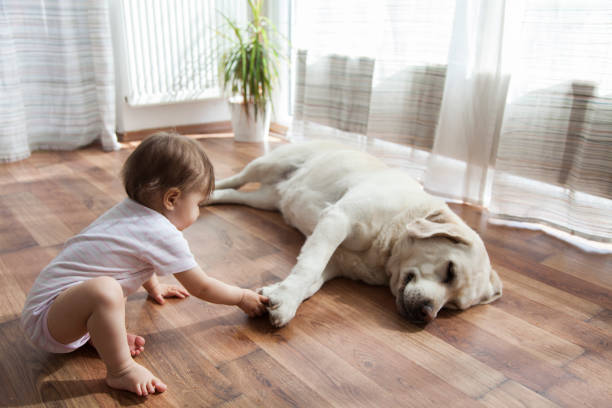 Pet friendly | Reinhold Flooring