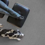 Dog resting on carpet | Reinhold Flooring