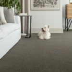 Cute puppy on carpet | Reinhold Flooring